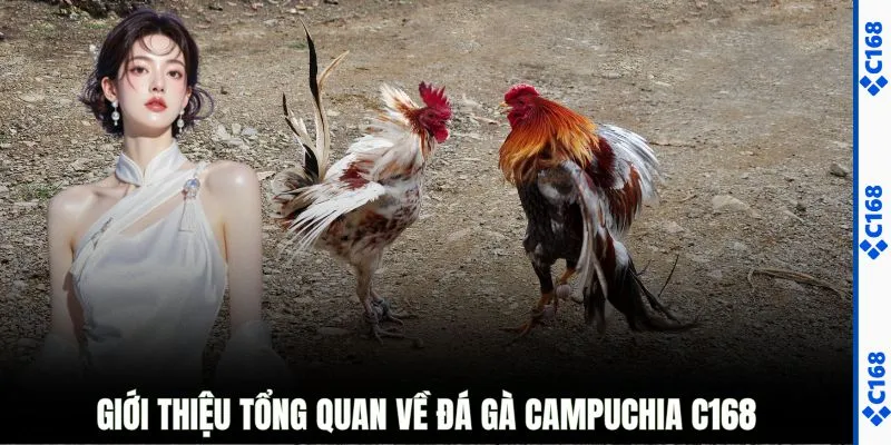 Giới thiệu tổng quan về đá gà Campuchia C168